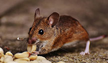flea-and-tick-control Experts in Stennis Sp Ct